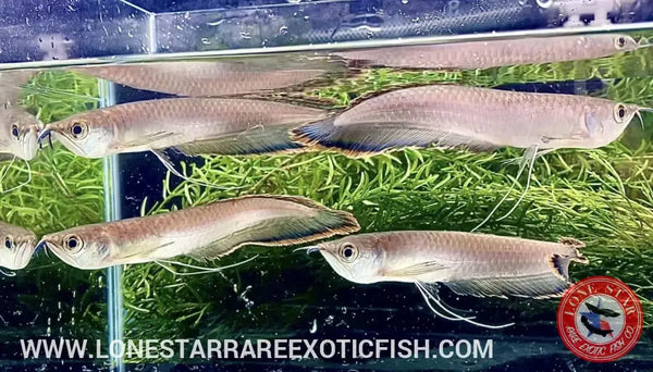 Arowana live fish best sale