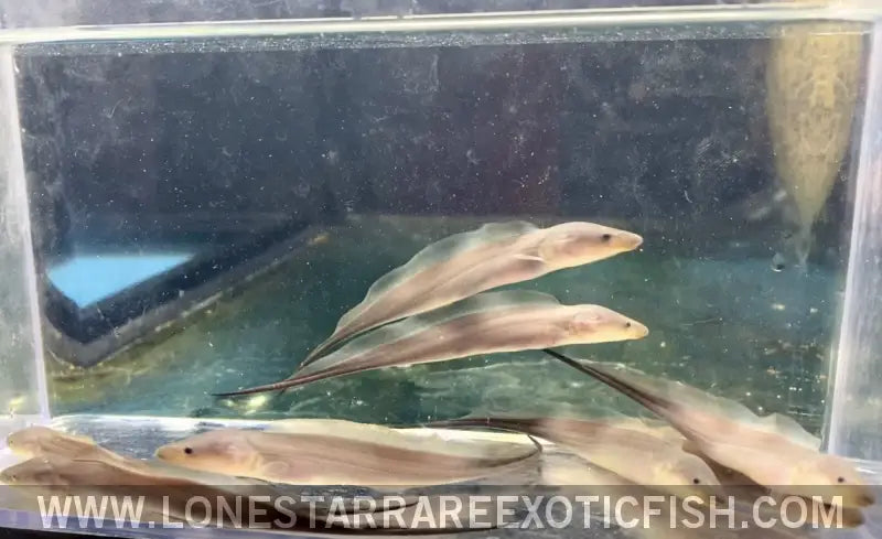 Aba Aba Knifefish / Gymnarchus Niloticus Live Freshwater Tropical Fish for Sale Online