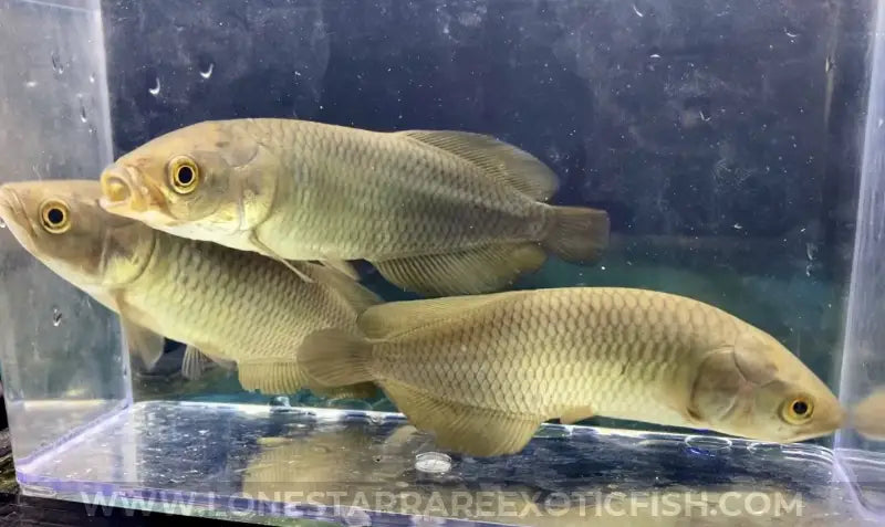 African Arowana / Heterotis Niloticus Live Freshwater Tropical Fish For Sale Online