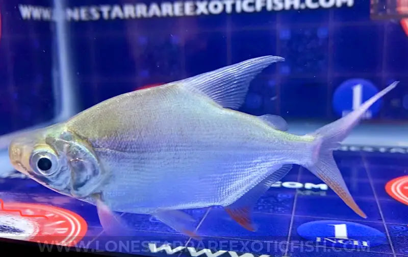 African Moon Fish / Citharinus Latus Live Freshwater Tropical Fish For Sale Online