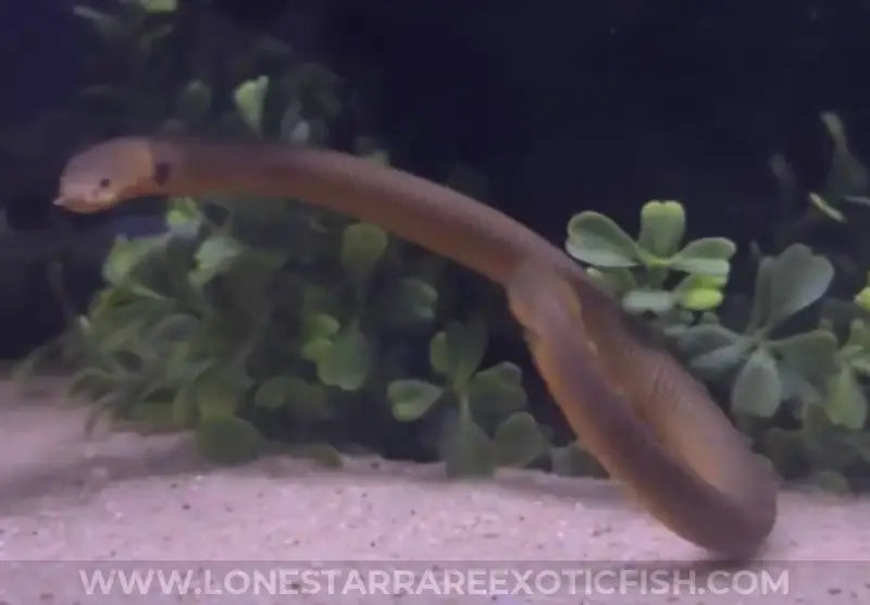 African Ropefish / Erpetoichthys Calabaricus Live Freshwater Tropical Fish For Sale Online