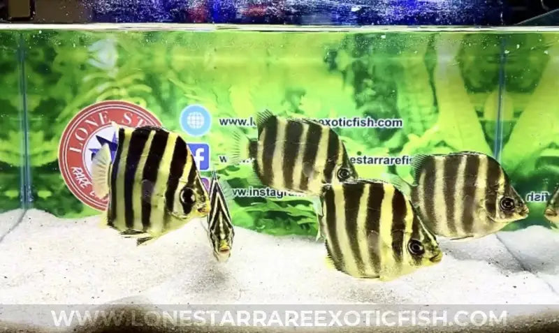 African Tiger Scat / Scatophagus Tetracanthus Live Freshwater Tropical Fish For Sale Online