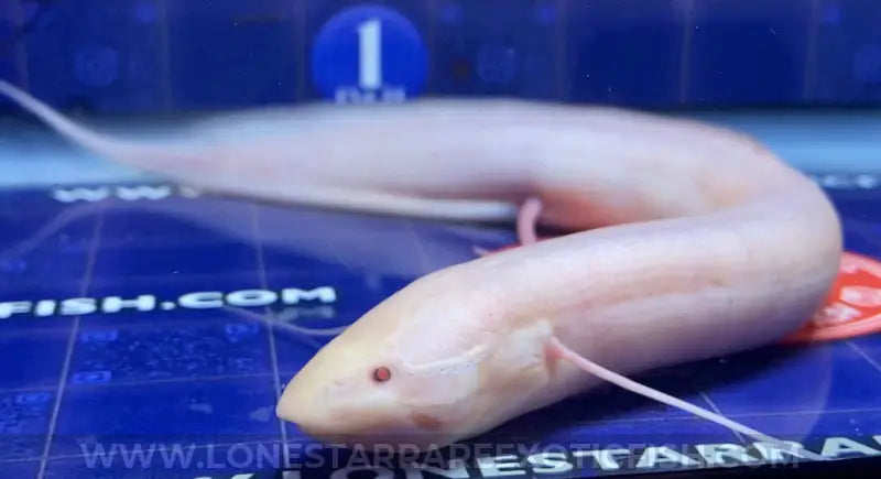 Albino African Lungfish / Protopterus Dolloi Sp. Live Freshwater Tropical Fish For Sale Online