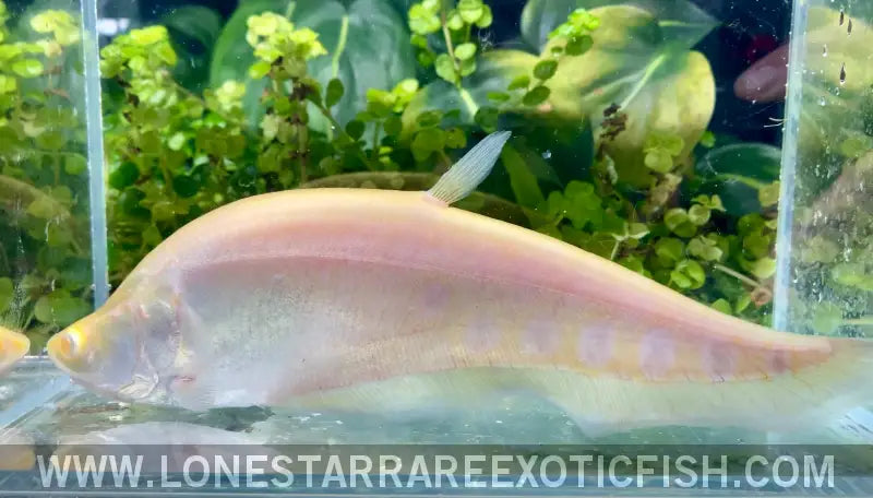 Albino Clown Knifefish / Chitala Ornata Sp. Albino Live Freshwater Tropical Fish for Sale Online