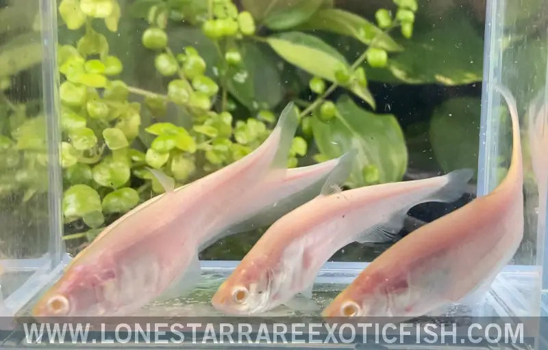 Albino Clown Knifefish / Chitala Ornata Sp. Albino Live Freshwater Tropical Fish for Sale Online