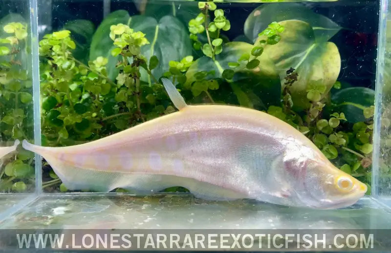 Albino Clown Knifefish / Chitala Ornata Sp. Albino Live Freshwater Tropical Fish for Sale Online