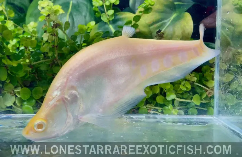 Albino Clown Knifefish / Chitala Ornata Sp. Albino Live Freshwater Tropical Fish for Sale Online