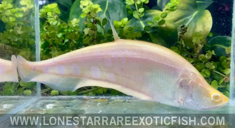 Albino Clown Knifefish / Chitala Ornata Sp. Albino Live Freshwater Tropical Fish for Sale Online