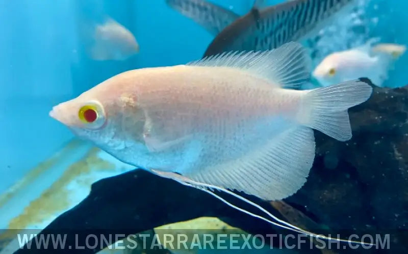 Albino Giant Gourami / Osphronemus Goramy Live Freshwater Tropical Fish for Sale Online