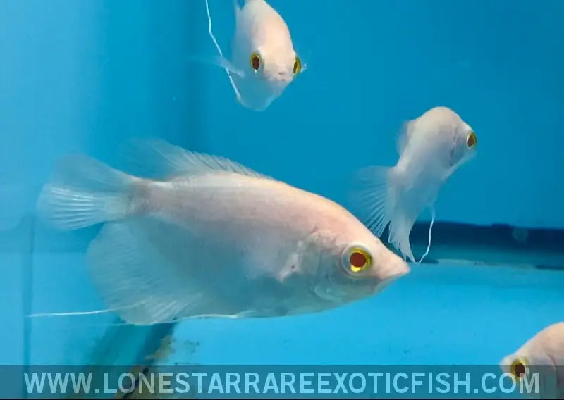 Albino Giant Gourami / Osphronemus Goramy Live Freshwater Tropical Fish for Sale Online