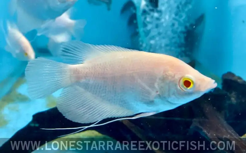 Albino Giant Gourami / Osphronemus Goramy Live Freshwater Tropical Fish for Sale Online