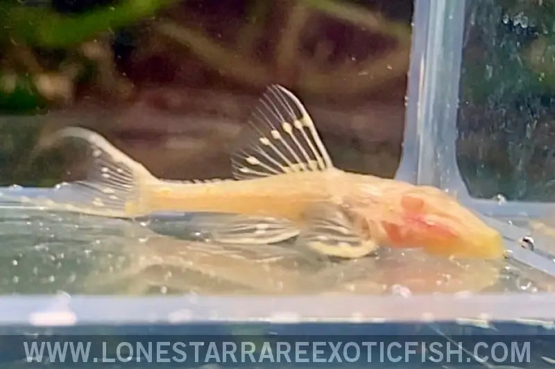 Albino L155 Adonis Pleco / Acanthicus Adonis Live Freshwater Tropical Fish for Sale Online