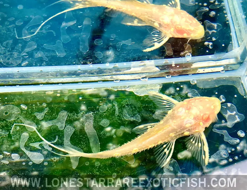 Albino L155 Adonis Pleco / Acanthicus Adonis Live Freshwater Tropical Fish for Sale Online