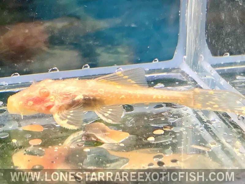 Albino L155 Adonis Pleco / Acanthicus Adonis Live Freshwater Tropical Fish for Sale Online