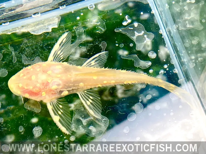 Albino L155 Adonis Pleco / Acanthicus Adonis Live Freshwater Tropical Fish for Sale Online