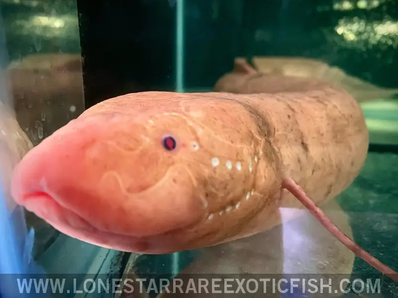 Albino Marbled African Lungfish / Protopterus Aethiopicus - Wysiwyg Live Freshwater Tropical Fish for Sale Online