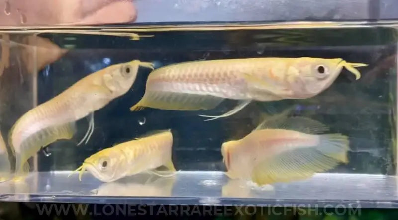 Albino Silver Arowana / Osteoglossum Bicirrhosum Live Freshwater Tropical Fish For Sale Online