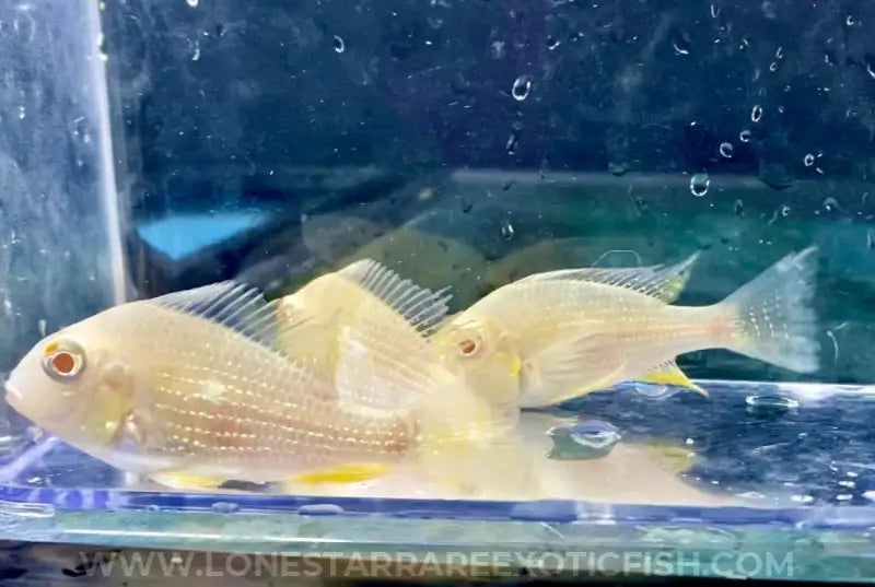 Albino Threadfin Acara Cichlid / Acarichthys Heckelii Live Freshwater Tropical Fish For Sale Online
