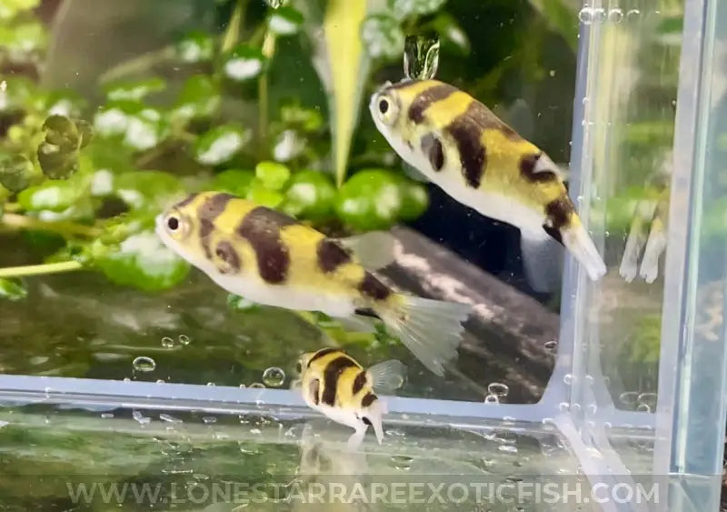 Amazon Puffer / Colomesus Asellus Live Freshwater Tropical Fish For Sale Online