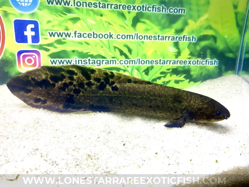 Australian Lungfish / Neoceratodus Forsteri Live Freshwater Tropical Fish For Sale Online