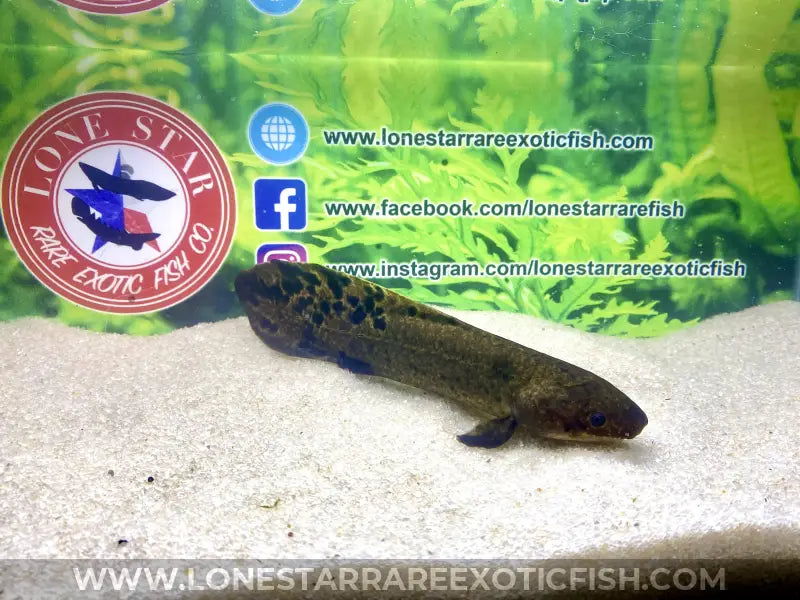 Australian Lungfish / Neoceratodus Forsteri Live Freshwater Tropical Fish for Sale Online