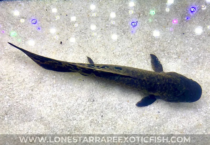 Australian Lungfish / Neoceratodus Forsteri Live Freshwater Tropical Fish for Sale Online