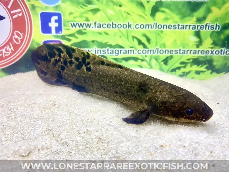 Australian Lungfish / Neoceratodus Forsteri Live Freshwater Tropical Fish for Sale Online