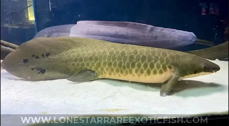 Australian Lungfish / Neoceratodus Forsteri Live Freshwater Tropical Fish for Sale Online