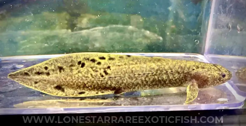 Australian Lungfish / Neoceratodus Forsteri Live Freshwater Tropical Fish for Sale Online