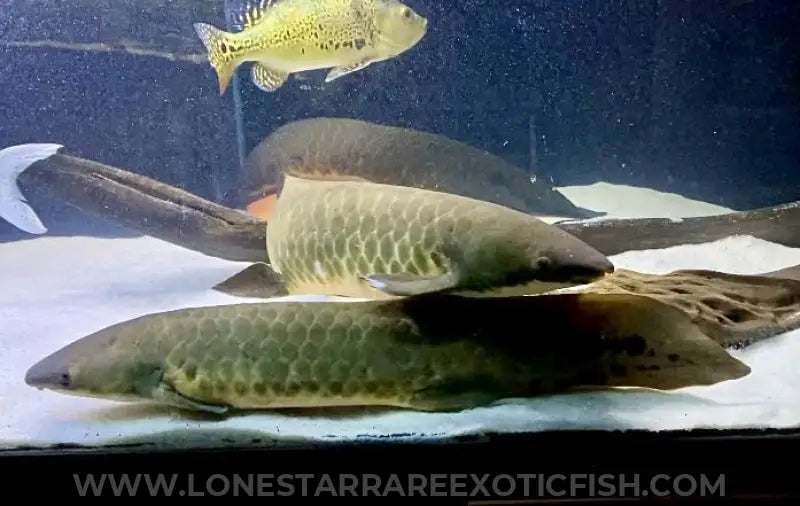 Australian Lungfish / Neoceratodus Forsteri Live Freshwater Tropical Fish for Sale Online