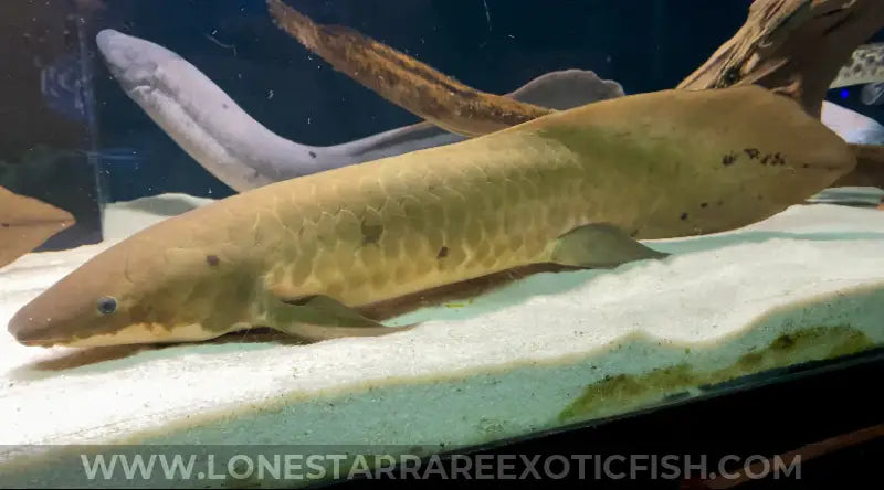 Australian Lungfish / Neoceratodus Forsteri Live Freshwater Tropical Fish for Sale Online