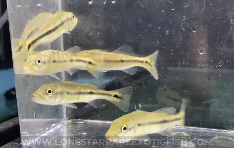 Azul Peacock Bass / Cichla Piquiti Live Freshwater Tropical Fish For Sale Online