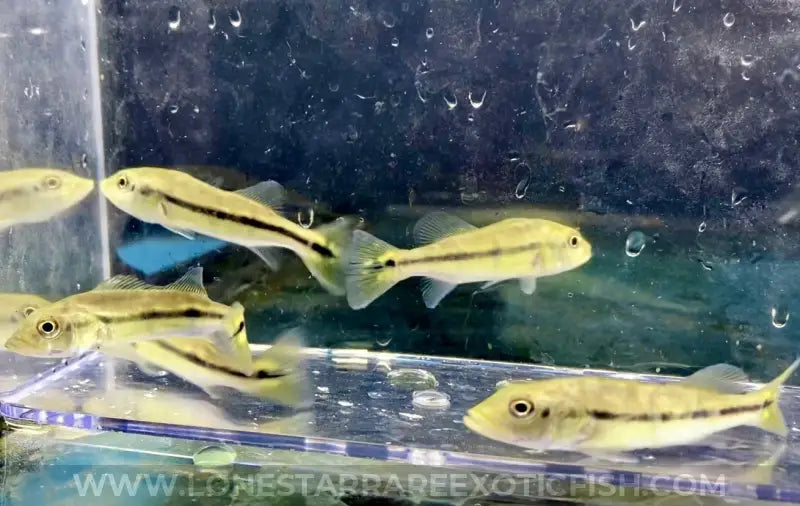 Azul Peacock Bass / Cichla Piquiti Live Freshwater Tropical Fish For Sale Online