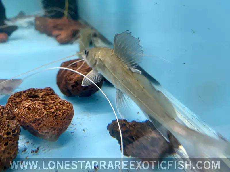 Bagrus Catfish Live Freshwater Tropical Fish for Sale Online