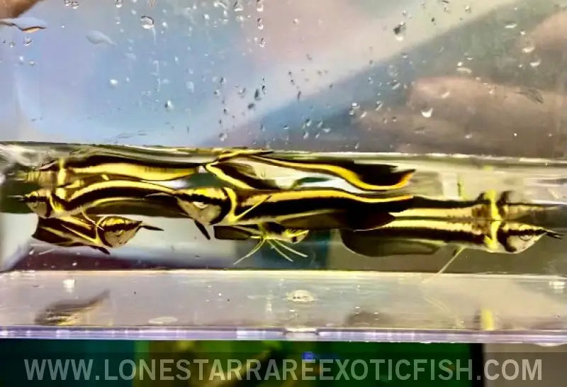 Black Arowana / Osteoglossum Ferreirai Live Freshwater Tropical Fish for Sale Online