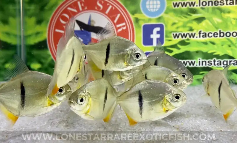 Black Barred Silver Dollar / Myloplus Schomburgkii Live Freshwater Tropical Fish For Sale Online