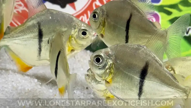 Black Barred Silver Dollar / Myloplus Schomburgkii Live Freshwater Tropical Fish For Sale Online