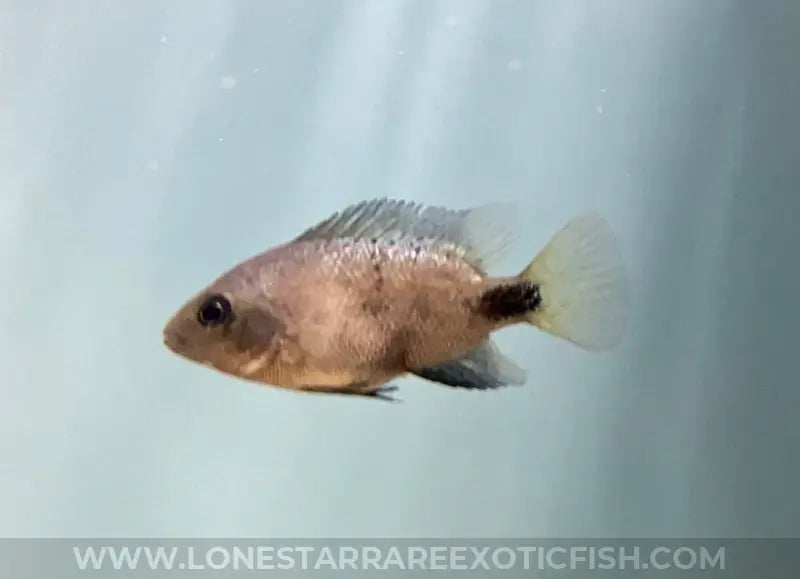 Black Belt Cichlid / Vieja Maculicauda Live Freshwater Tropical Fish For Sale Online