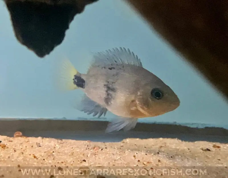 Black Belt Cichlid / Vieja Maculicauda Live Freshwater Tropical Fish For Sale Online