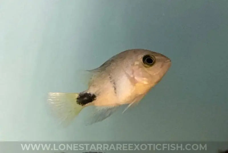 Black Belt Cichlid / Vieja Maculicauda Live Freshwater Tropical Fish For Sale Online