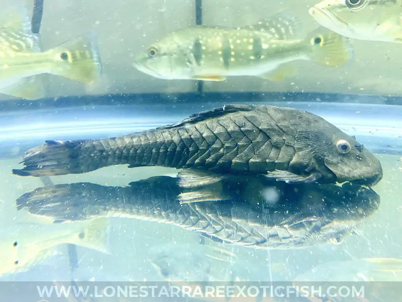 Black Pinecone Pleco / Pseudorinelepis Genibarbis Live Freshwater Tropical Fish For Sale Online