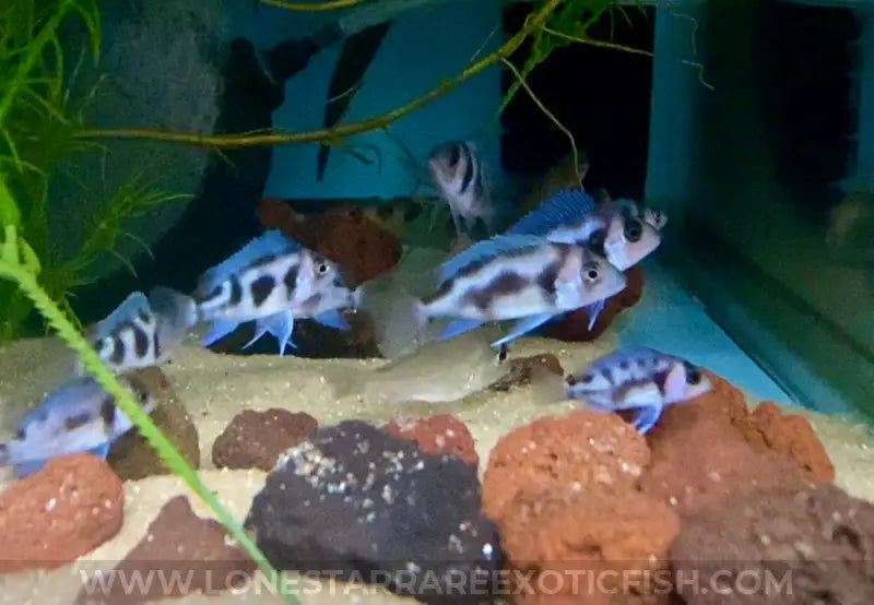 Black Widow Frontosa Cichlid / Cyphotilapia Frontosa Sp. Live Freshwater Tropical Fish For Sale Online
