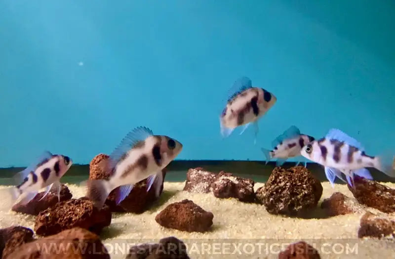 Black Widow Frontosa Cichlid / Cyphotilapia Frontosa Sp. Live Freshwater Tropical Fish For Sale Online