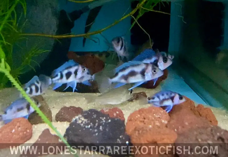 Black Widow Frontosa Cichlid / Cyphotilapia Frontosa Sp. Live Freshwater Tropical Fish for Sale Online