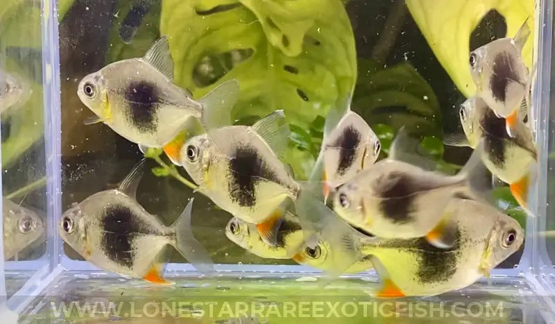 Blackberry Silver Dollar / Myleus Schomburgkii Sp. Live Freshwater Tropical Fish For Sale Online