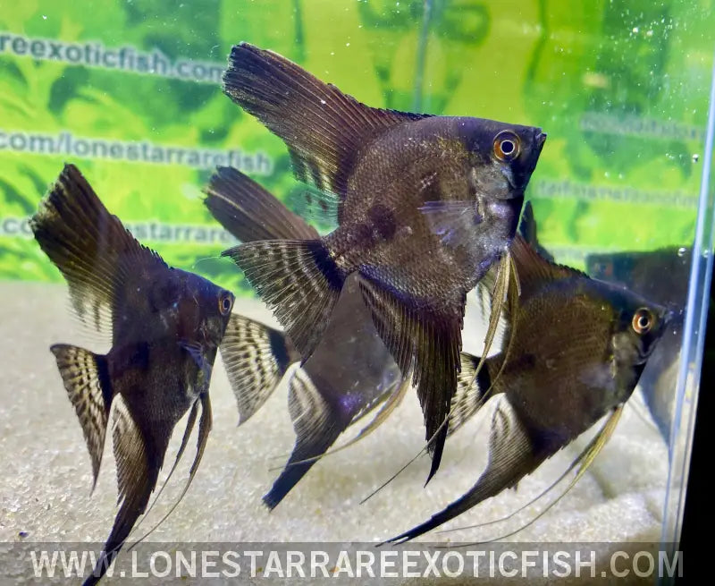 Blue Pinoy Angelfish Live Freshwater Tropical Fish for Sale Online