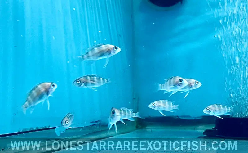 Blue Zaire Kapampa Frontosa Cichlid / Cyphotilapia Frontosa Sp. Live Freshwater Tropical Fish for Sale Online