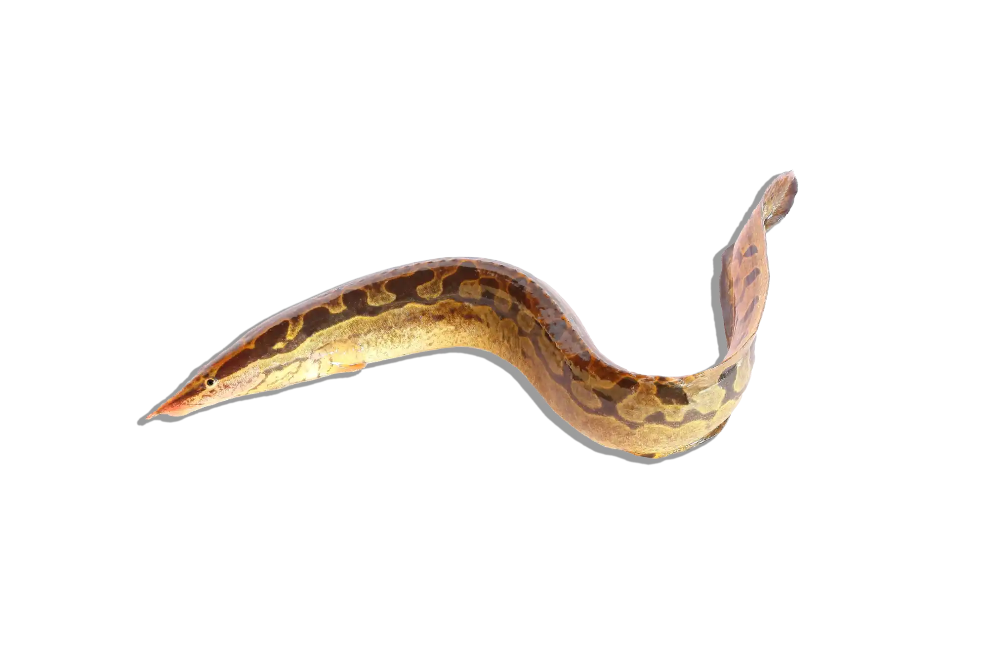 Brown and tan patterned eel.