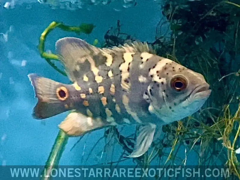 Bumblebee Oscar Cichlid / Astronotus Orbicularis Live Freshwater Tropical Fish for Sale Online