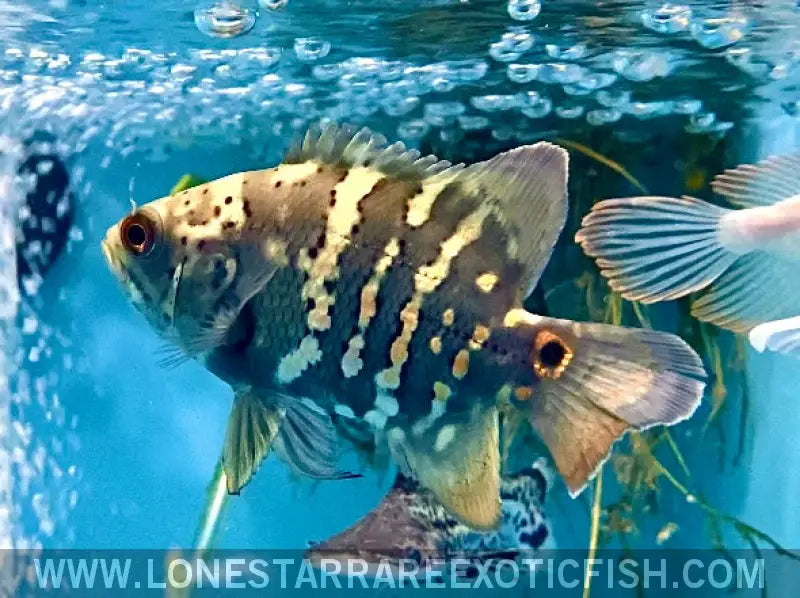 Bumblebee Oscar Cichlid / Astronotus Orbicularis Live Freshwater Tropical Fish for Sale Online